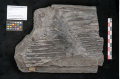 Foto (Objekt + Etikett) von Sigillaria sp.  (NHMW-GEO-2024-0188-11176)